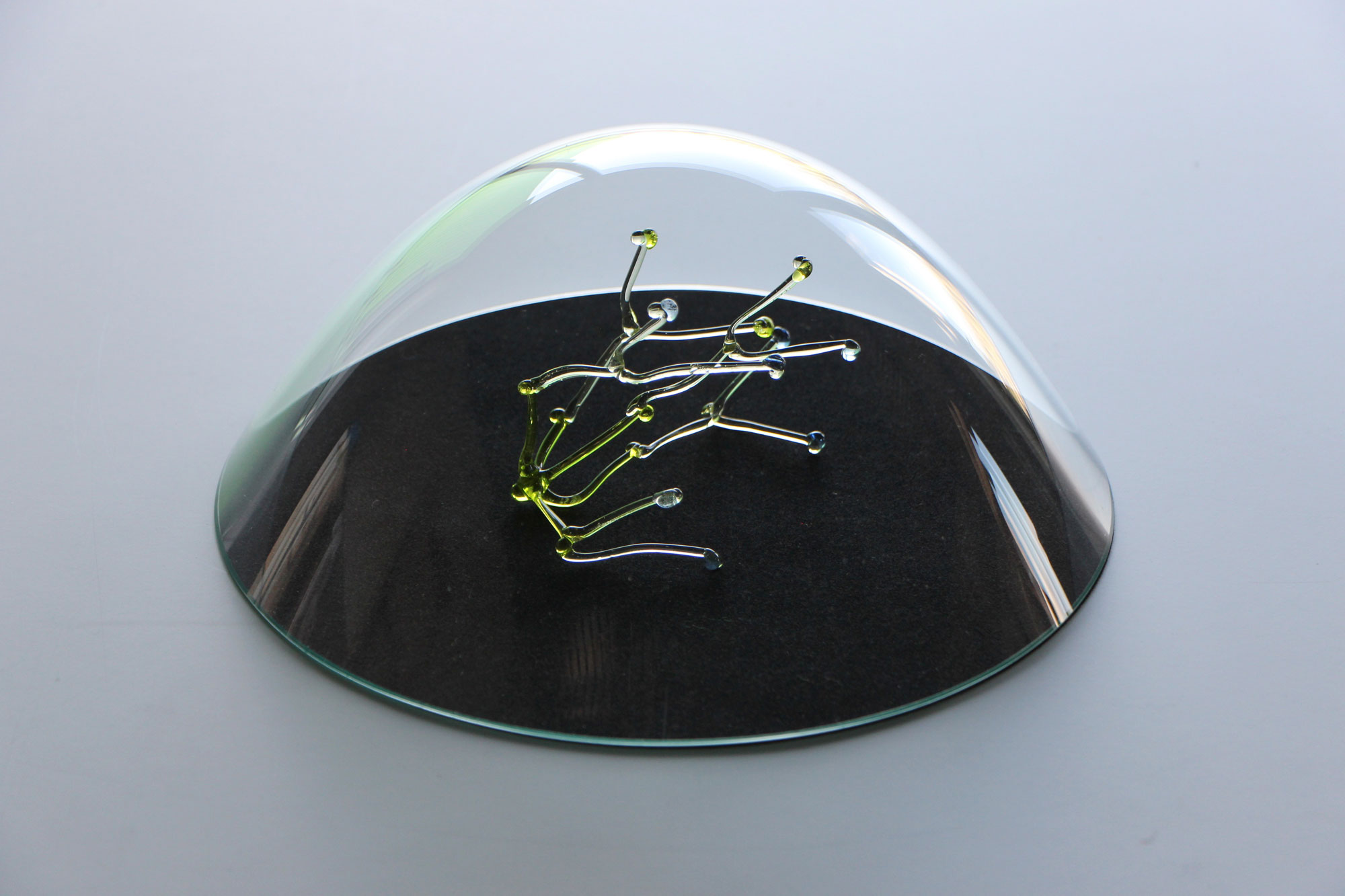 Nature sous globe, 2022 - Verre, Feutre noir. Thermoformage, verre filé au chalumeau - D: 23 cm x 9 cm -  Photo : Myriam Louyest
